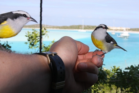 Piepmatze in Exuma Land and Sea Park